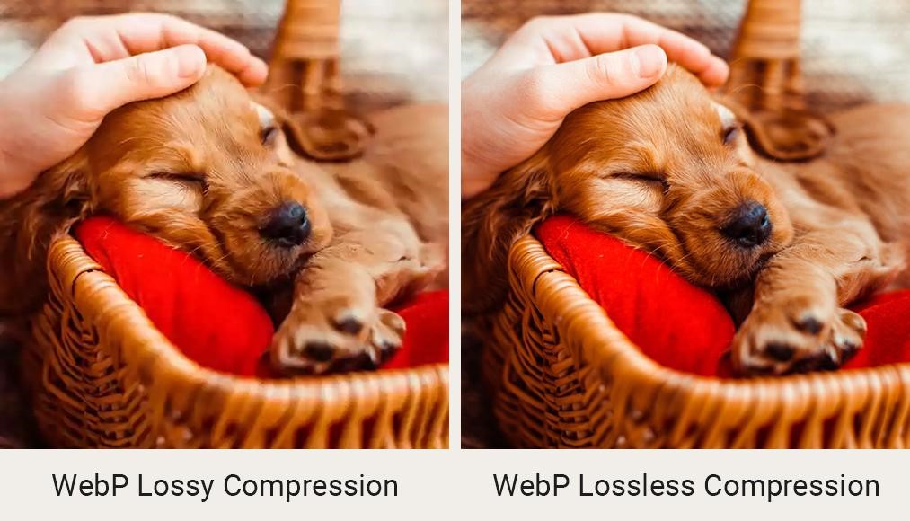 Comparison between WebP lossy and lossless image compression